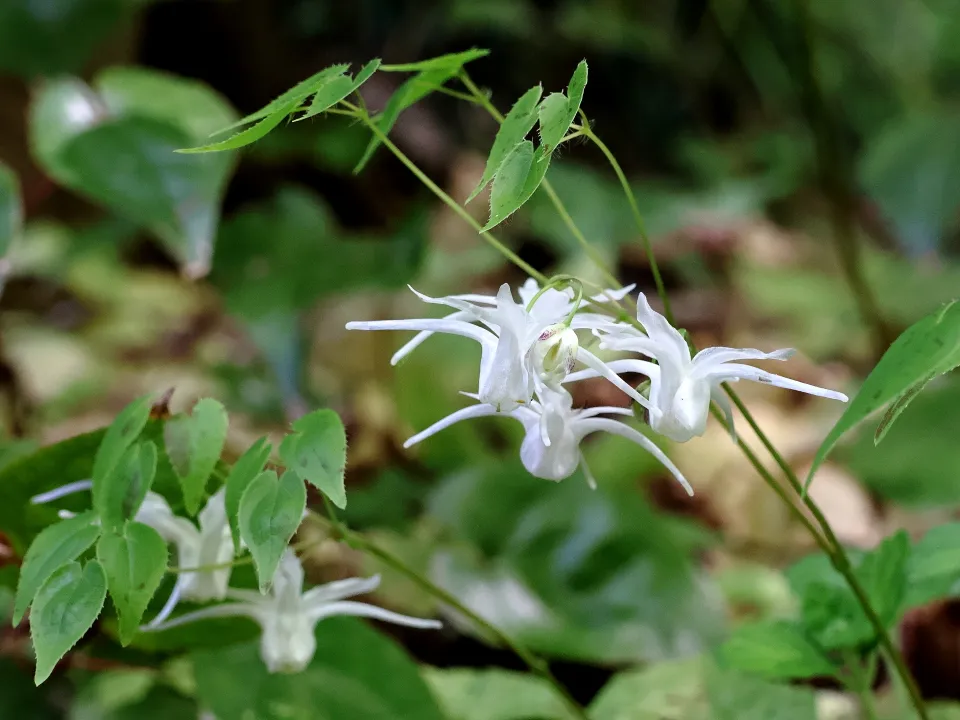 トキワイカリソウ白花