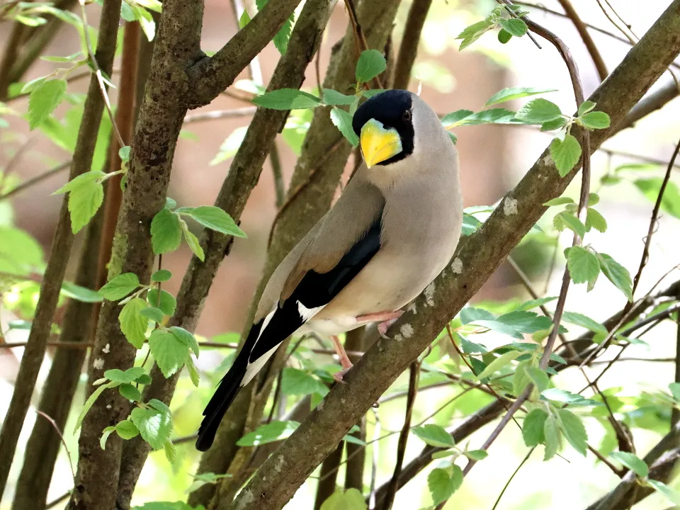 イカル