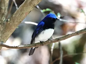 オオルリ♂