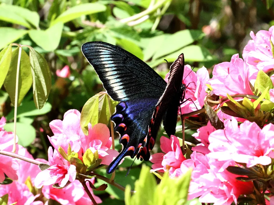 ミヤマカラスアゲハ♀