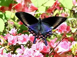 ミヤマカラスアゲハ♀