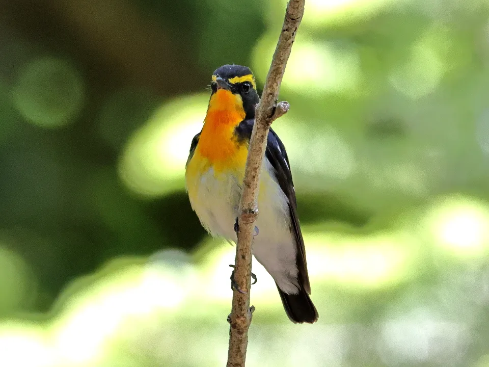 キビタキ♂