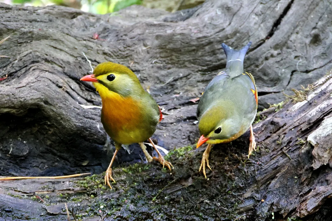 ソウシチョウ