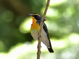 キビタキ♂
