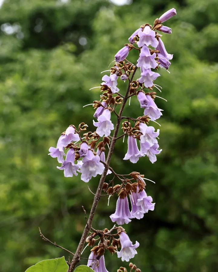 桐の花