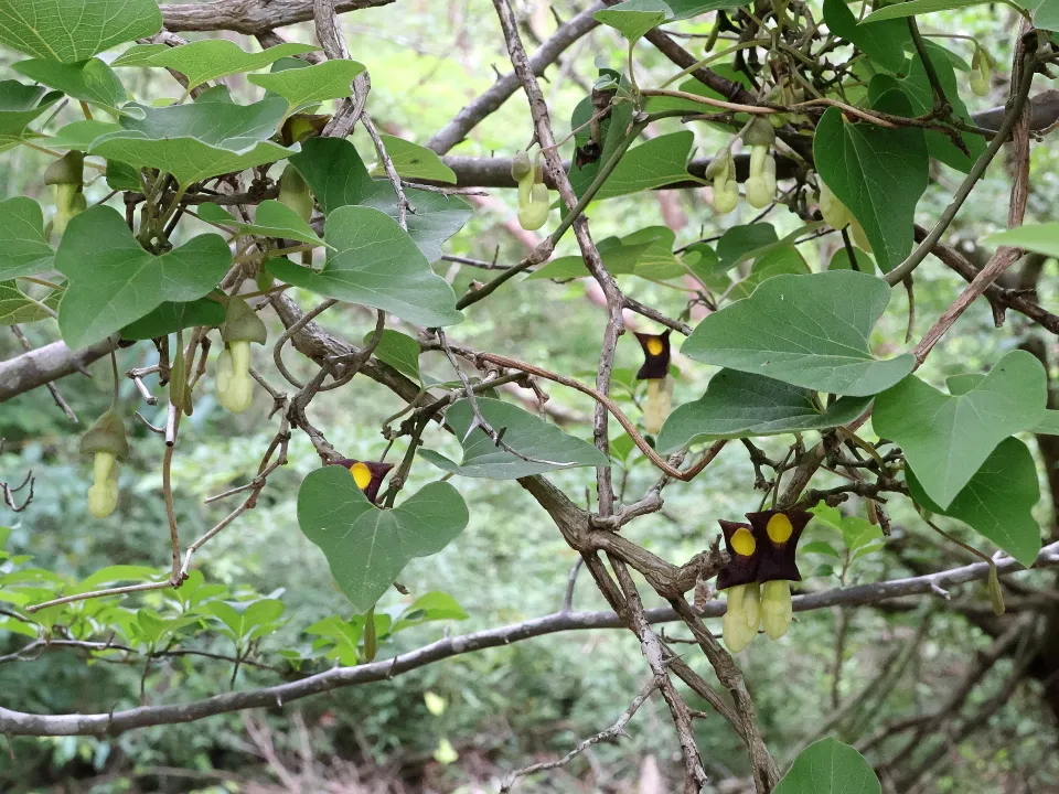 アリマウマノスズクサ