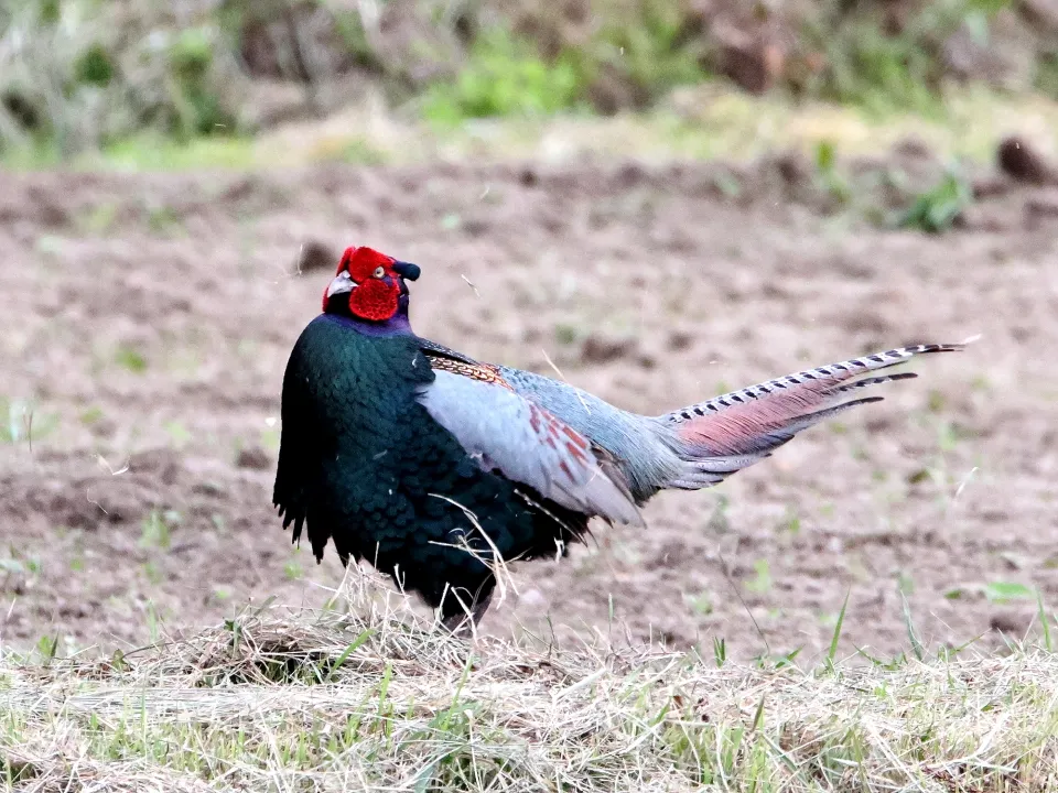キジ♂
