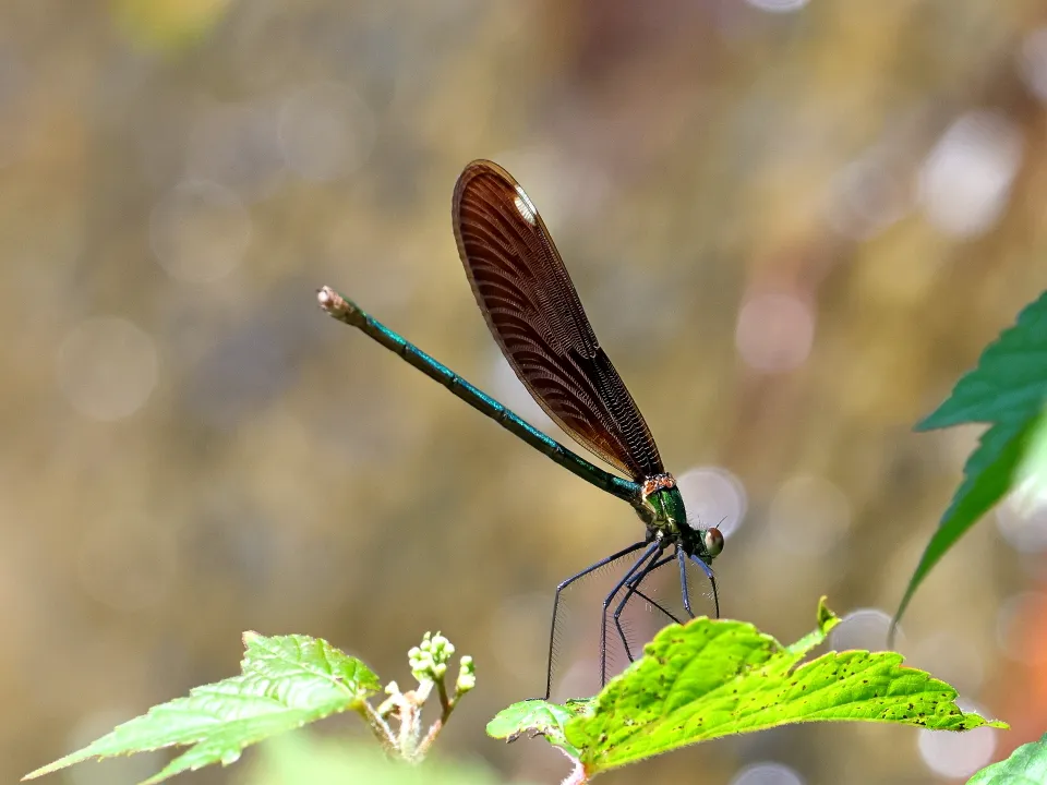 アオハダトンボ♀
