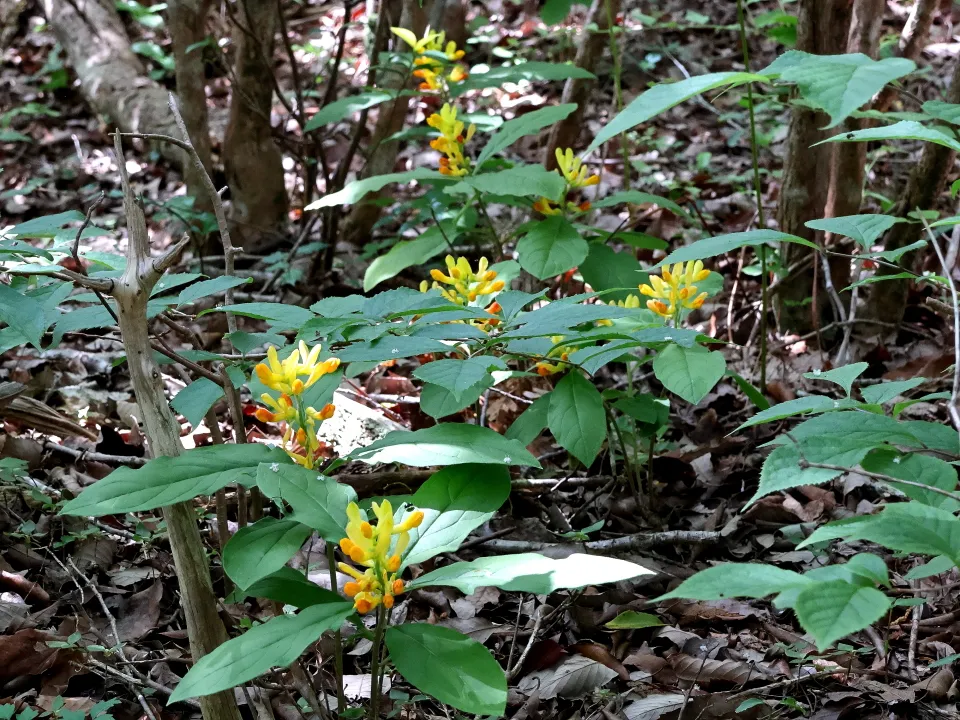 カキノハグサ