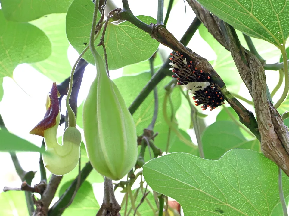アリマウマノスズクサとジャコウアゲハ幼虫