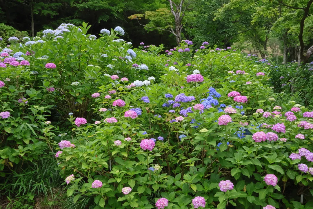 あじさい坂