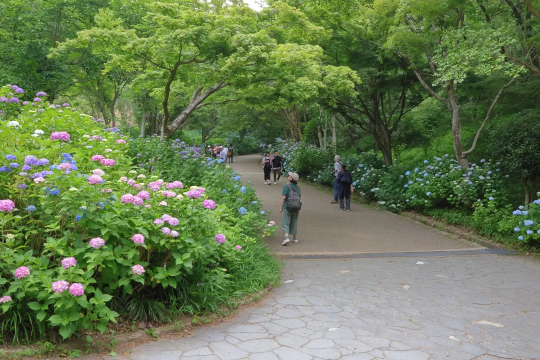 あじさい坂