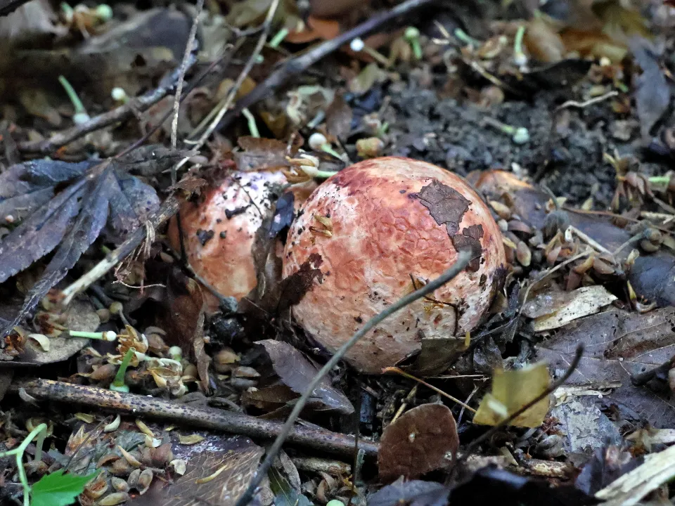 アカダマキヌガサタケ幼菌
