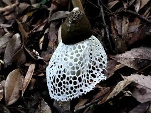 アカダマキヌガサタケ