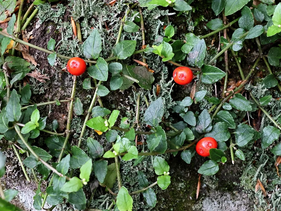 ツルアリドオシ