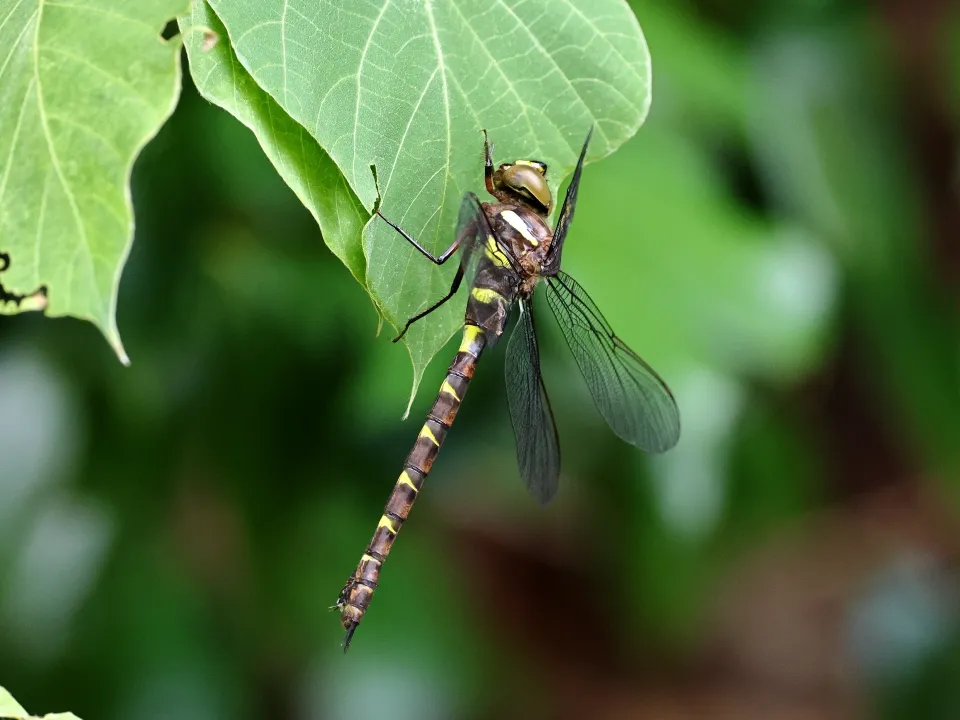 コシボソヤンマ♀