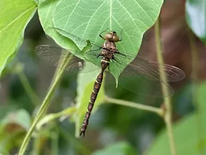 コシボソヤンマ♀