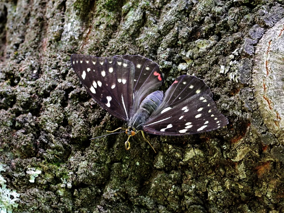 オオムラサキ♀
