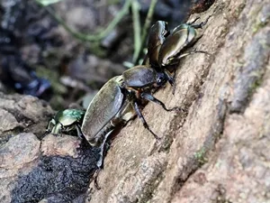 カブトムシ♀とカナブン