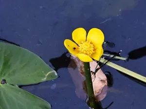 オグラコウホネ