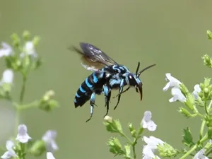 ナミルリモンハナバチ