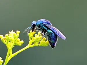 オオセイボウ