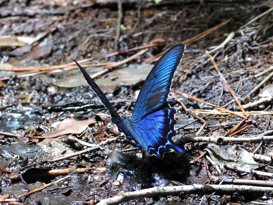 カラスアゲハ♂