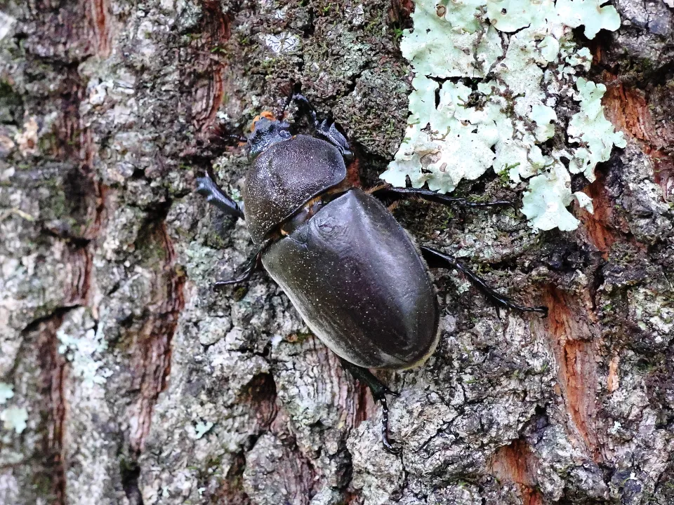 カブトムシ♀