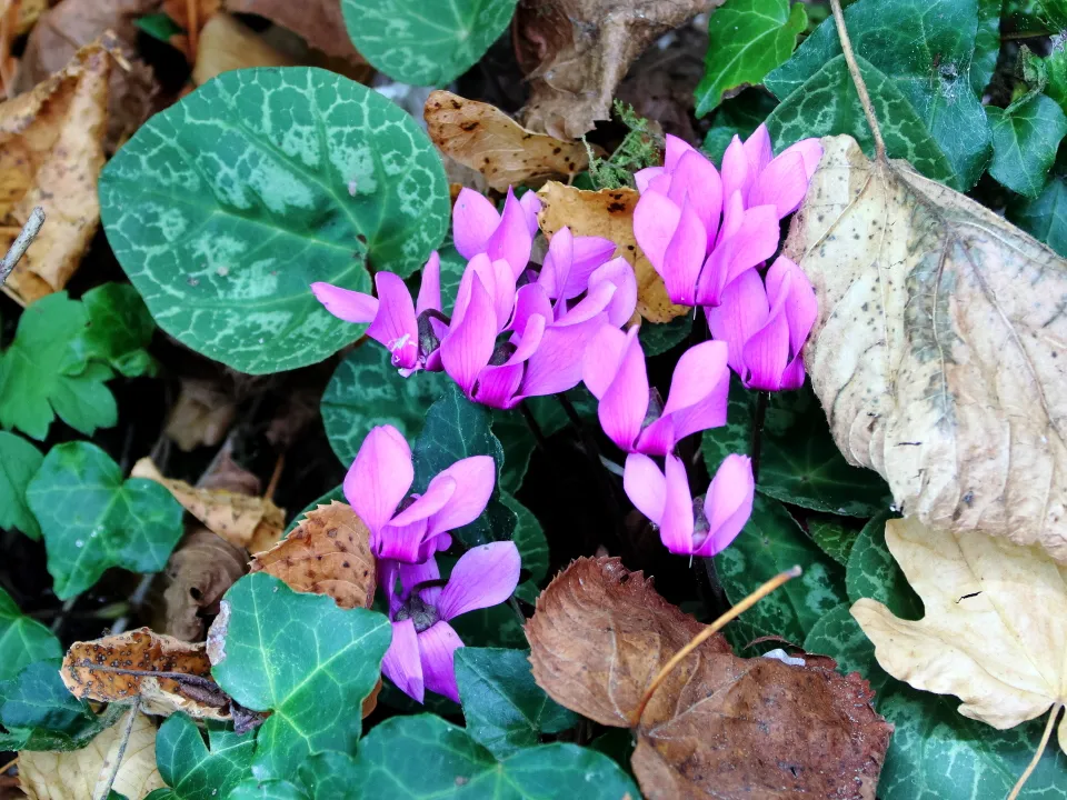 ブレッド湖の花