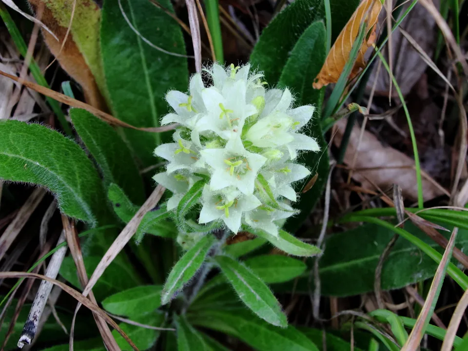プリトヴィッツェ湖群の花
