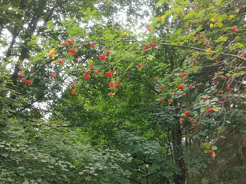 ナナカマド