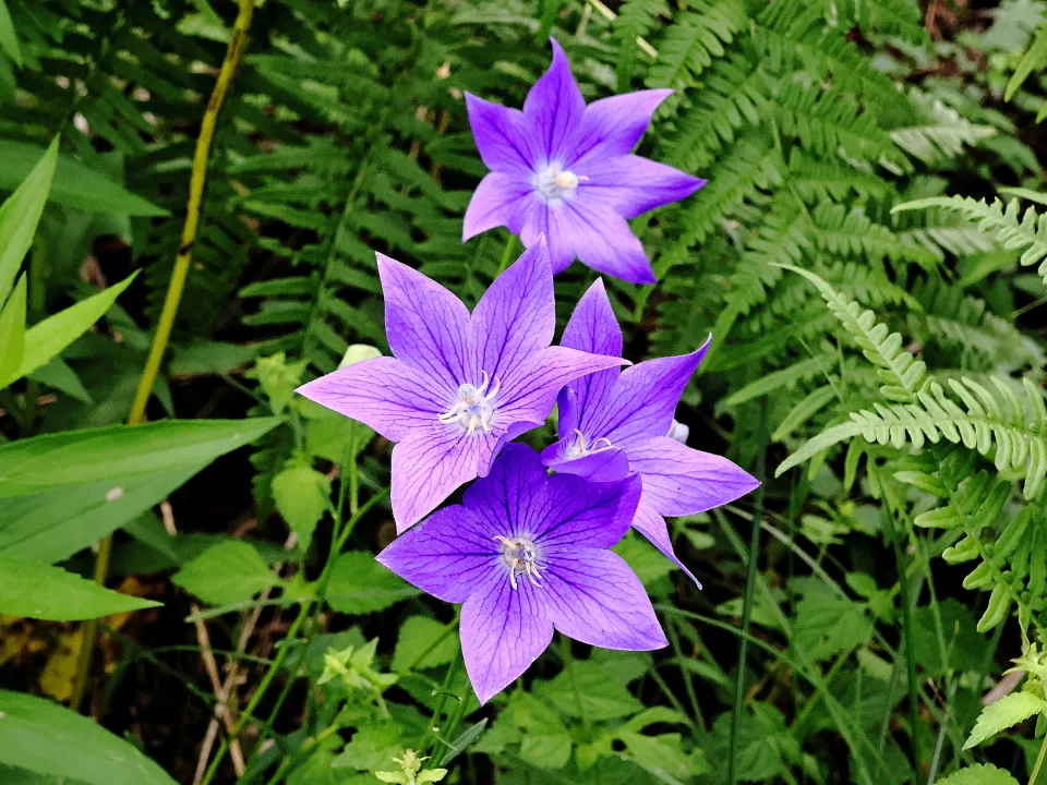 キキョウ