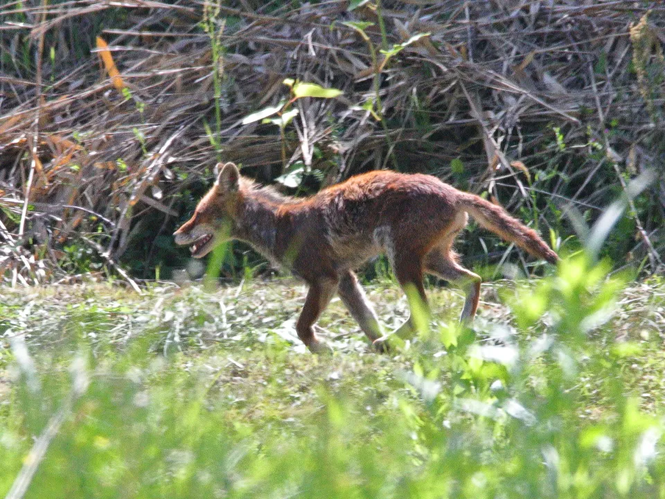 キツネ