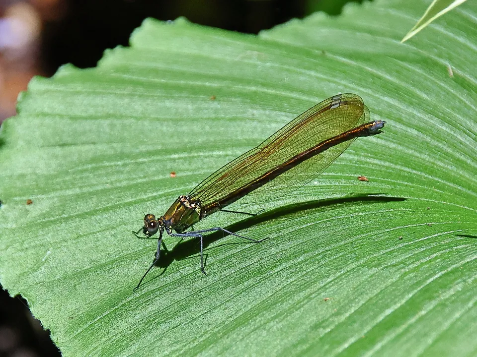 アサヒナカワトンボ♀