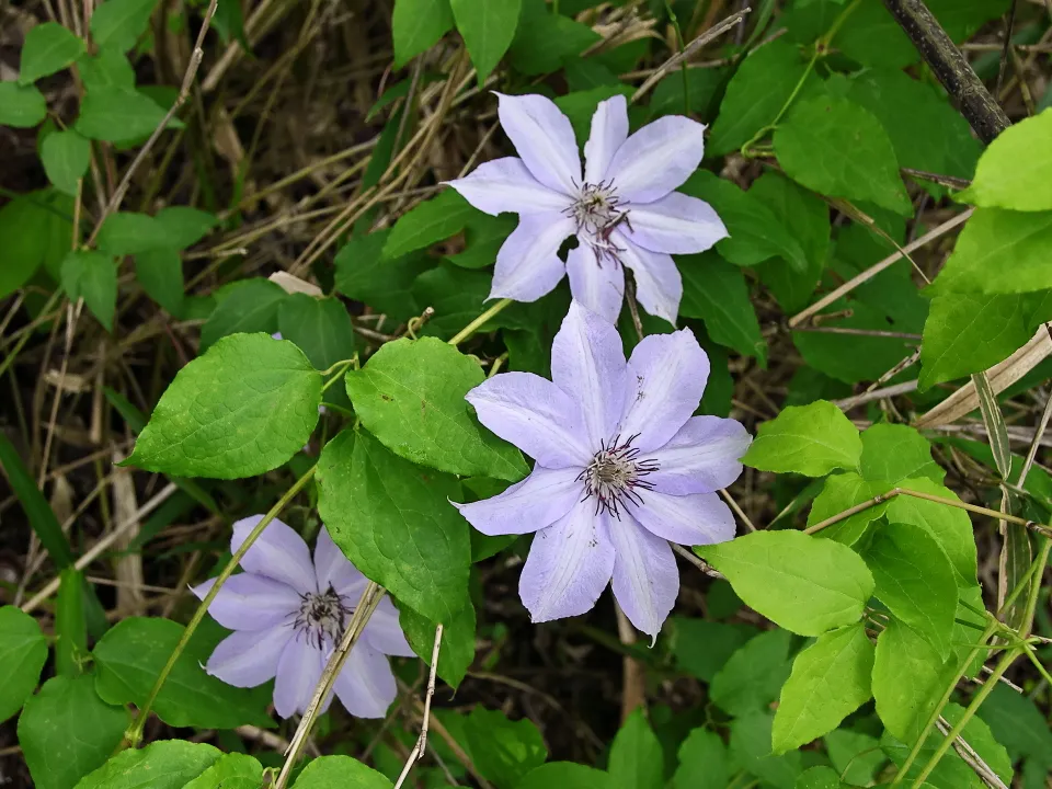 カザグルマ（淡紫色）