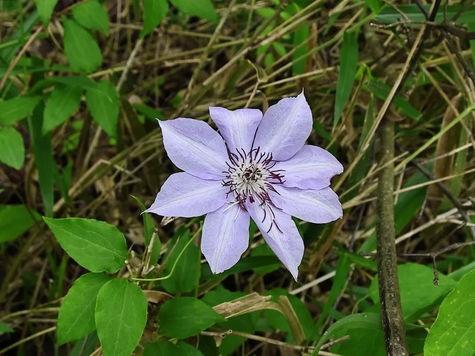 カザグルマ（淡紫色）