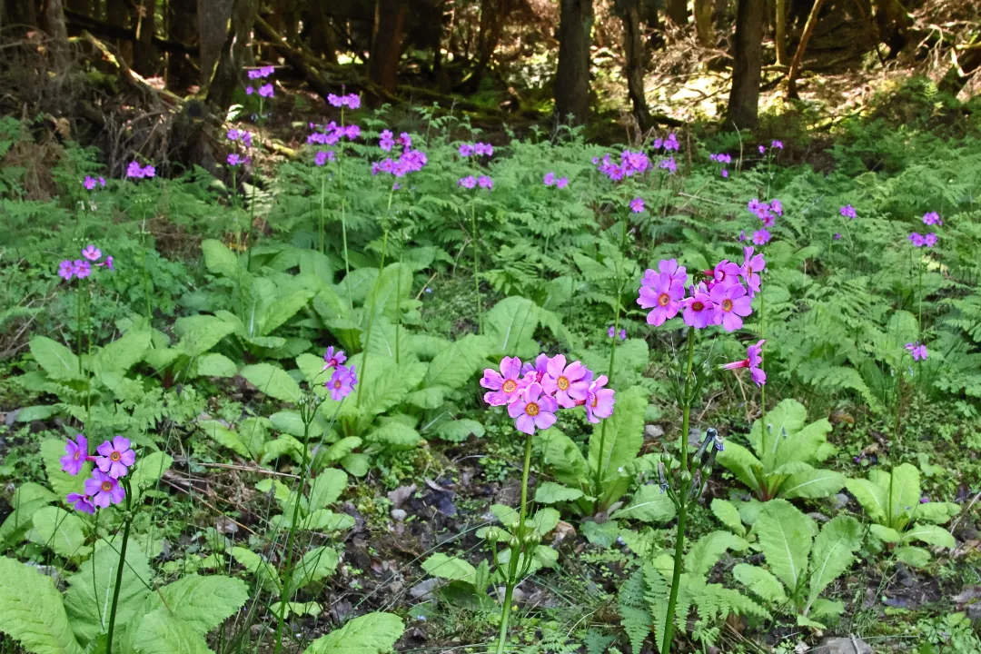 妙高山クリンソウ自生地