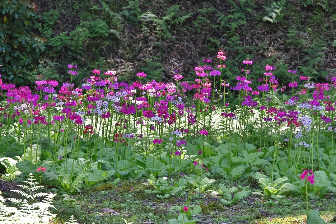 神池寺のクリンソウ