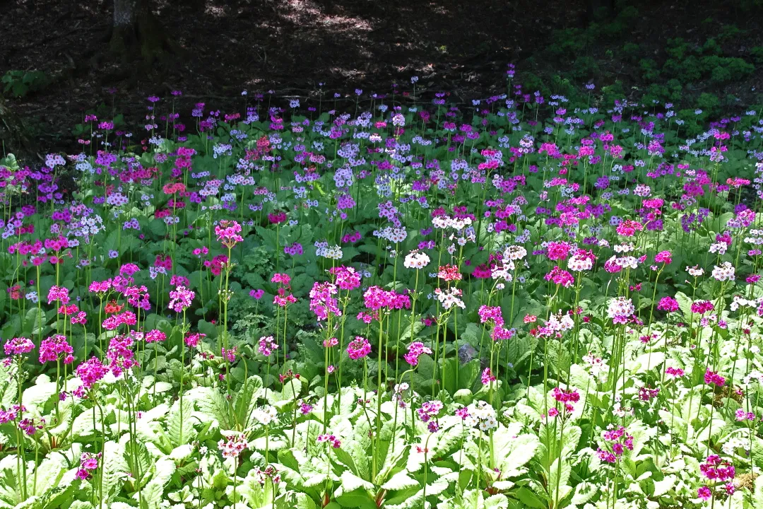 神池寺のクリンソウ