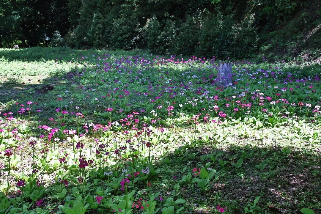 神池寺のクリンソウ