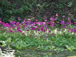 神池寺のクリンソウ