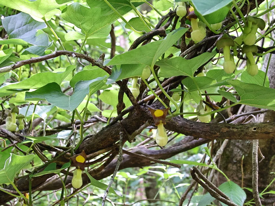 アリマウマノスズクサ