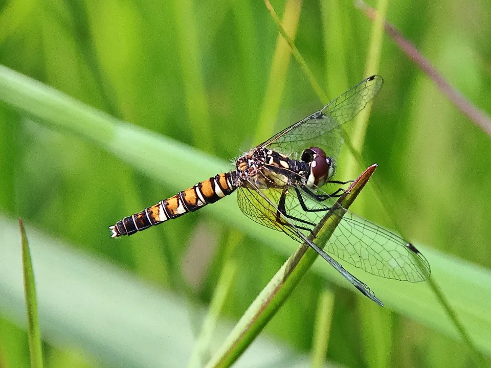 ハッチョウトンボ♀