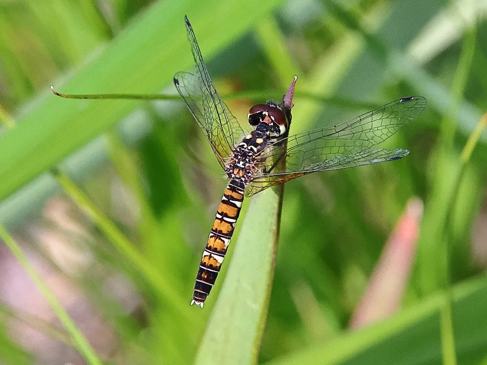 ハッチョウトンボ♀