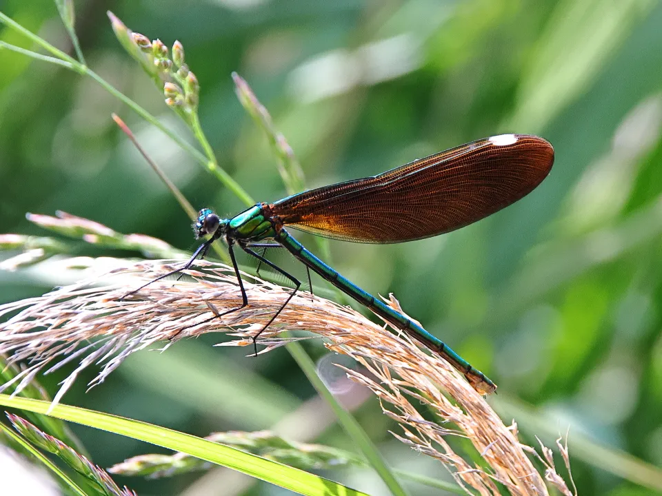 アオハダトンボ♀