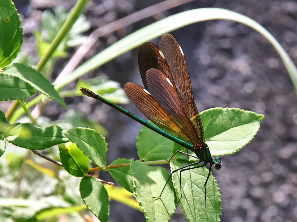 アオハダトンボ♀