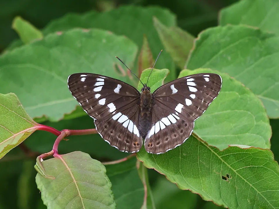 アサマイチモンジ♀