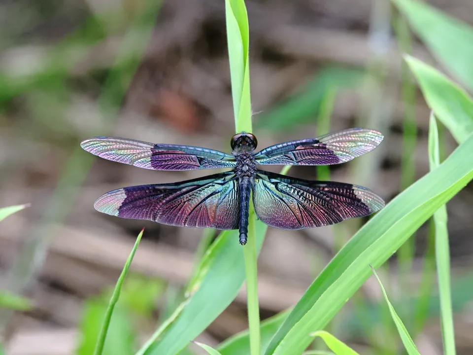 チョウトンボ♀