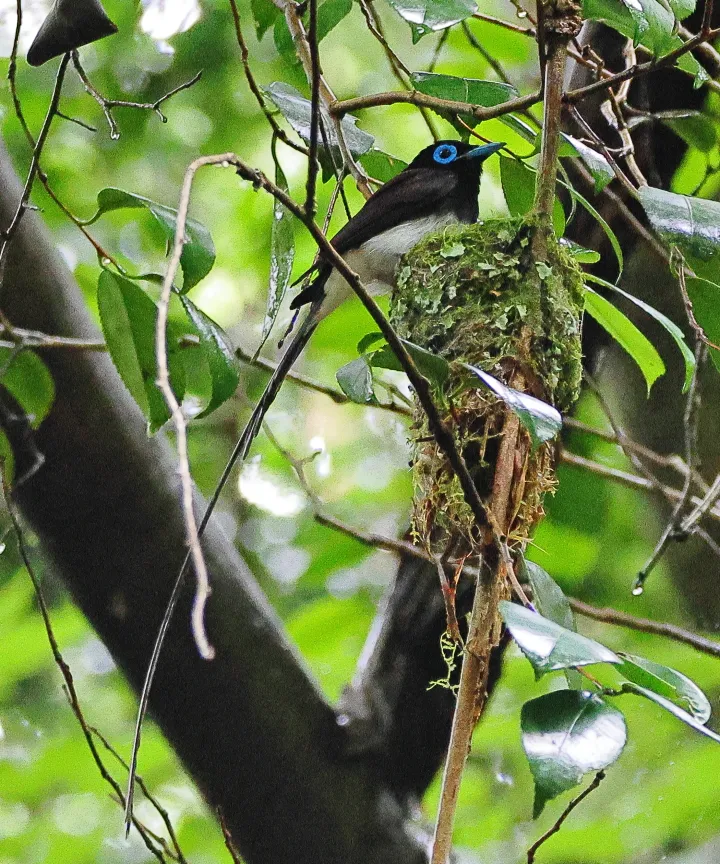 サンコウチョウ♂