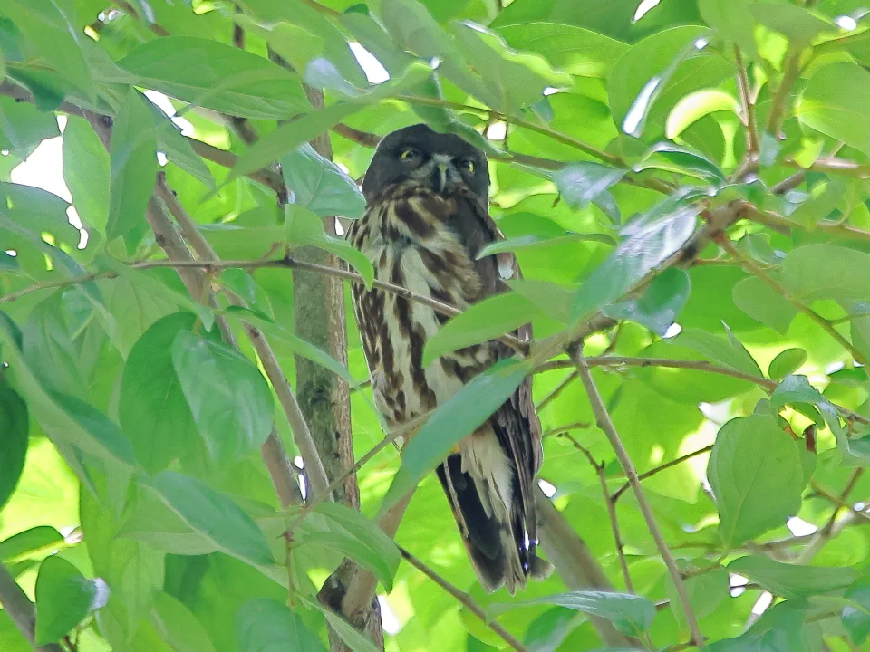 アオバズク♀